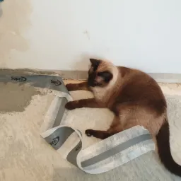 Podłoże przygotowane pod hydroizolację w łazience, z widoczną taśmą uszczelniającą Sopro i pędzlem, a kot rasy syjamskiej bawi się taśmą.