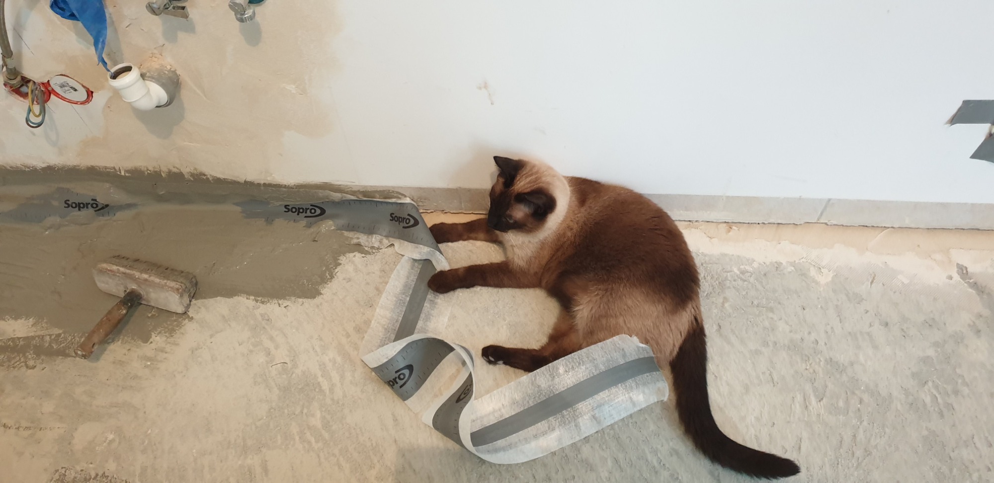 Podłoże przygotowane pod hydroizolację w łazience, z widoczną taśmą uszczelniającą Sopro i pędzlem, a kot rasy syjamskiej bawi się taśmą.