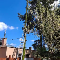Arborysta na szczycie ogołoconego pnia drzewa, zabezpieczony linami i uprzężą, z drabiną opartą o pień, na tle błękitnego nieba z chmurami i sąsiedniej zabudowy.