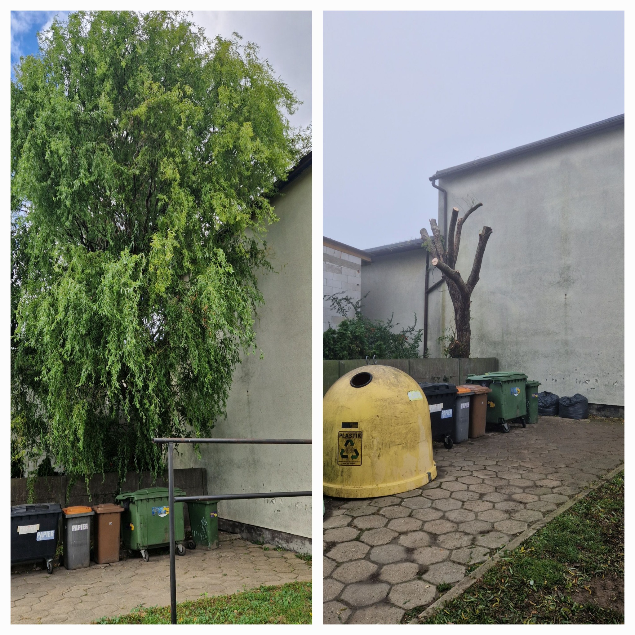 Zdjęcie 'przed i po' ukazujące drzewo przed i po przycięciu, stojące obok budynków i rzędu pojemników na śmieci. Widoczne różnice w koronie drzewa.
