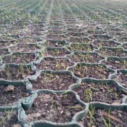 Plastikowa siatka wypełniona ziemią z wyrastającą trawą, tworząca stabilną powierzchnię gruntową.