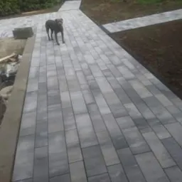 Ułożona ścieżka z szarych, prostokątnych kostek brukowych prowadząca do schodów, z psem rasy pitbull stojącym na pierwszym planie i świeżo obsianą trawą po prawej stronie ścieżki.