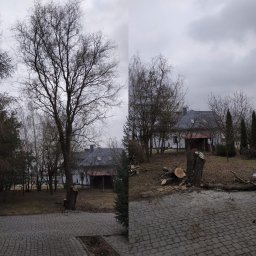 Wycinka drzew Lublin 1