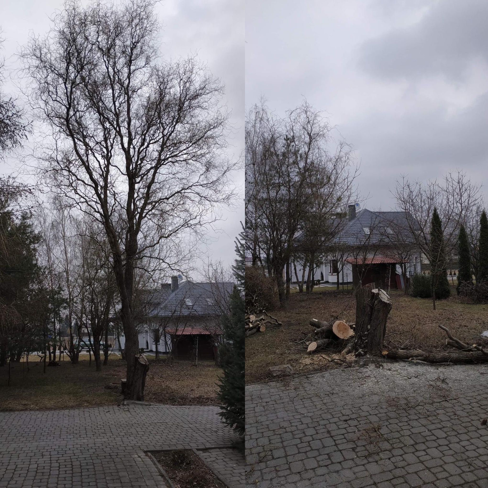 Porównanie drzewa przed i po wycince w Lublinie, widoczne ścięte pnie i pozostałości gałęzi na tle zabudowań.