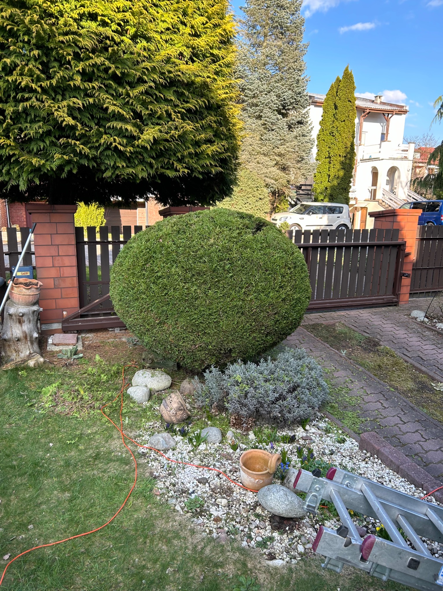 Krzew uformowany w kulę przed posesją z metalową bramą, w tle dom i inne drzewa, obok leżąca drabina i przewód elektryczny.