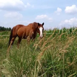 Brązowy koń z białą plamą na pysku stoi na łące z wysoką trawą, za nim pole kukurydzy i białe ogrodzenie.