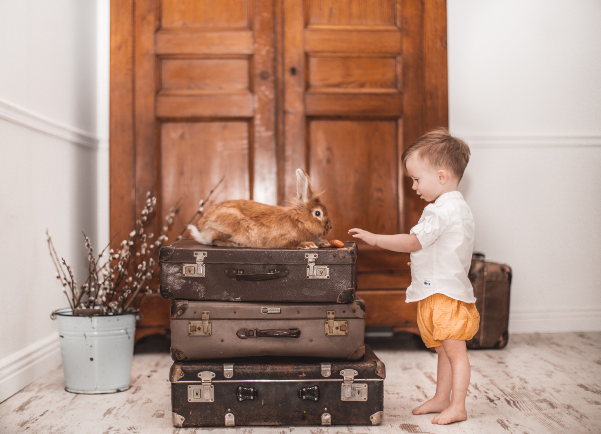 Mały chłopiec w białej koszuli i żółtych spodenkach wyciąga rękę z marchewką w stronę brązowego królika siedzącego na stercie starych walizek, w tle drewniane drzwi szafy i wiaderko z gałązkami...