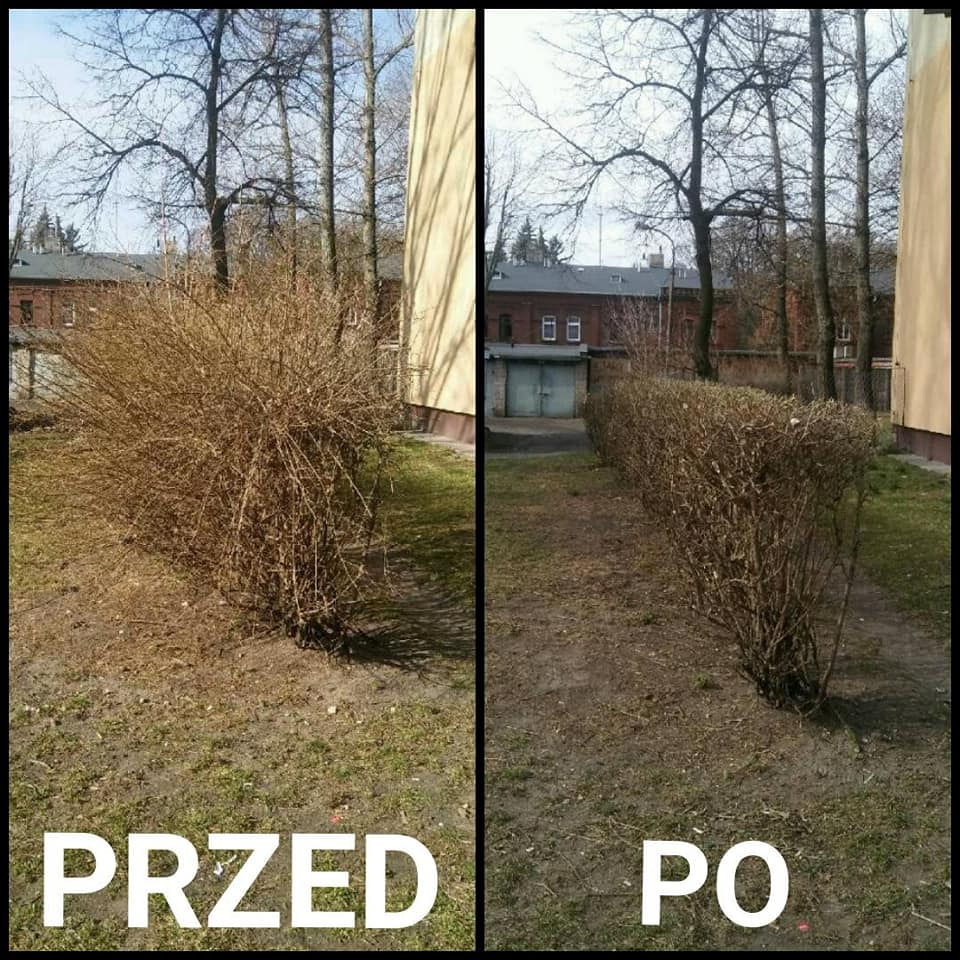 Kadr zestawiający krzew przed i po przycięciu, widoczne suche gałęzie i uporządkowany kształt, tło z budynkiem i drzewami bez liści.