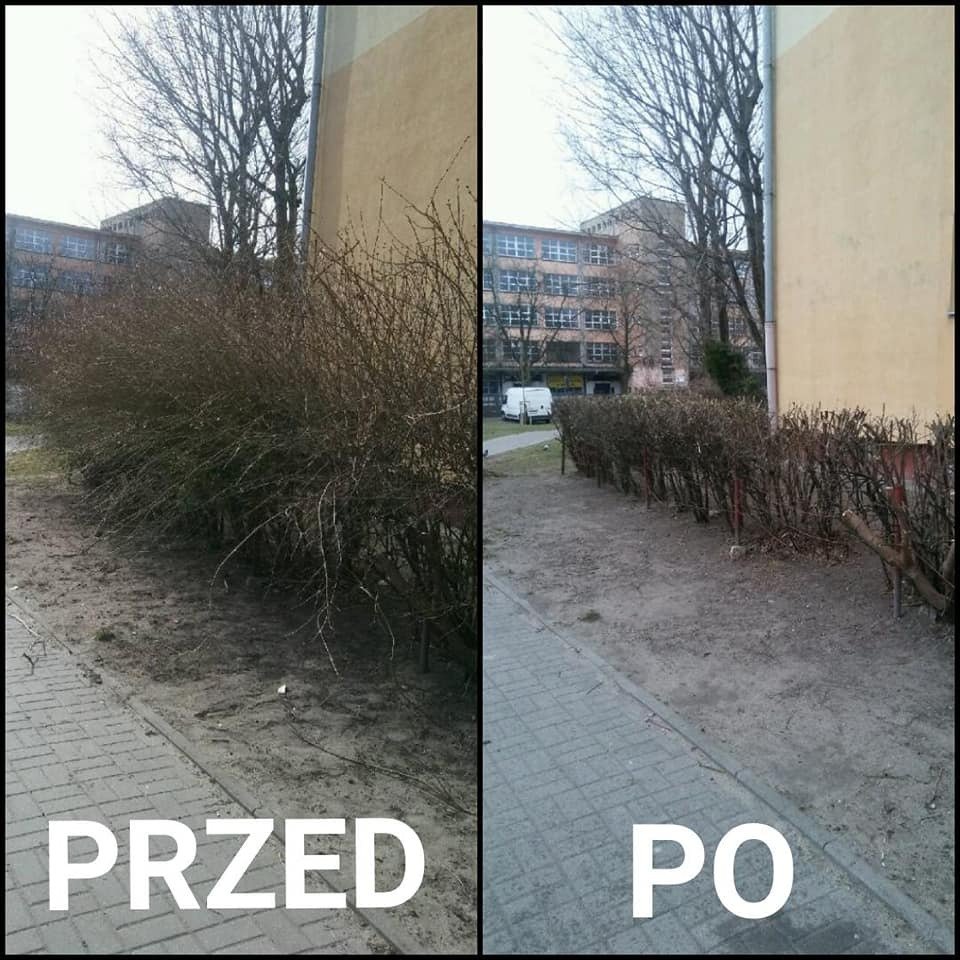 Porównanie stanu krzewów przed i po przycięciu na tle budynku mieszkalnego, widoczne równe cięcie i uporządkowane otoczenie.