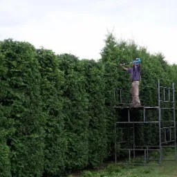 Przycinanie wysokich tui