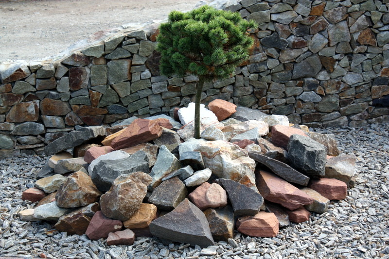 Małe drzewko iglaste rosnące ze stosu kamieni o różnej wielkości i kolorach, na tle kamiennego murku.