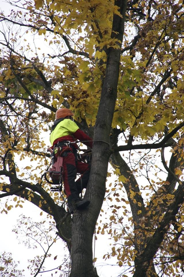 Usługi arborystyczne - pielegnacja drzew oraz wycinki drzew