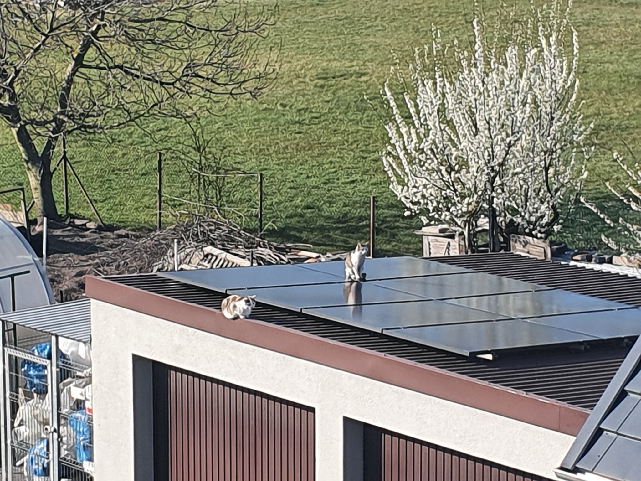 Dwa koty siedzące na panelach słonecznych zamontowanych na dachu garażu, w tle zielone pole i kwitnące drzewo owocowe.