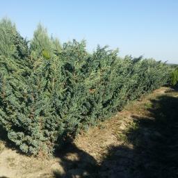 Rośliny i podłoża Warta 3