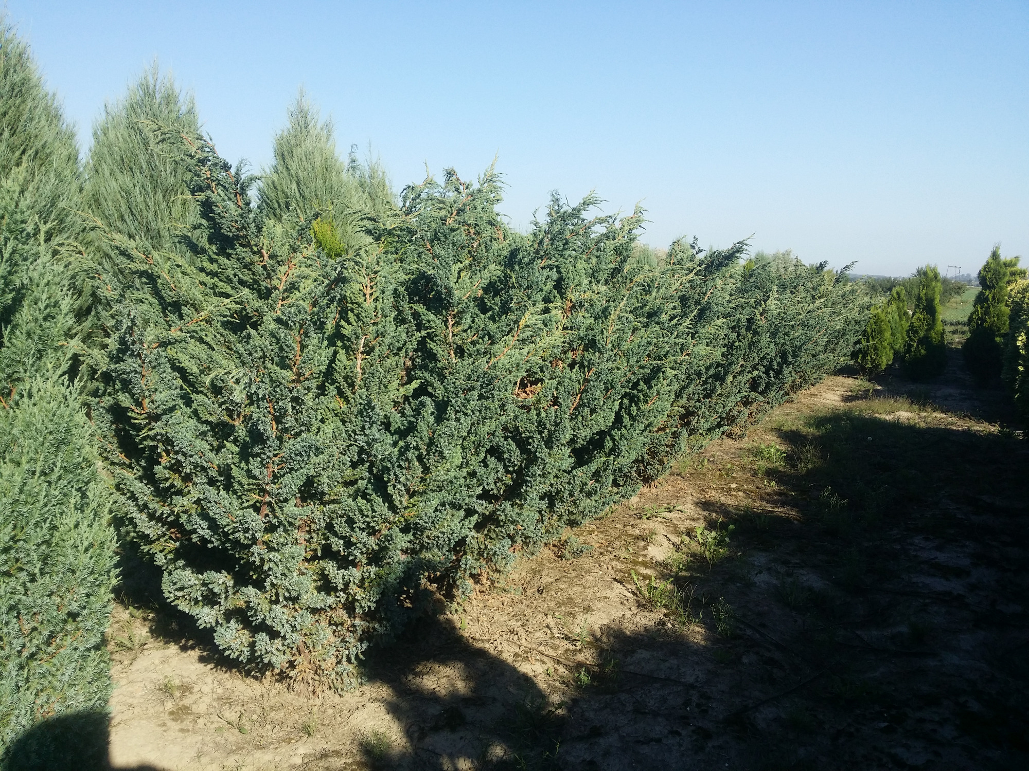 Szpaler gęstych, iglastych krzewów o srebrzysto-niebieskim odcieniu, tworzących żywopłot w szkółce; widoczne młode drzewka w tle.
