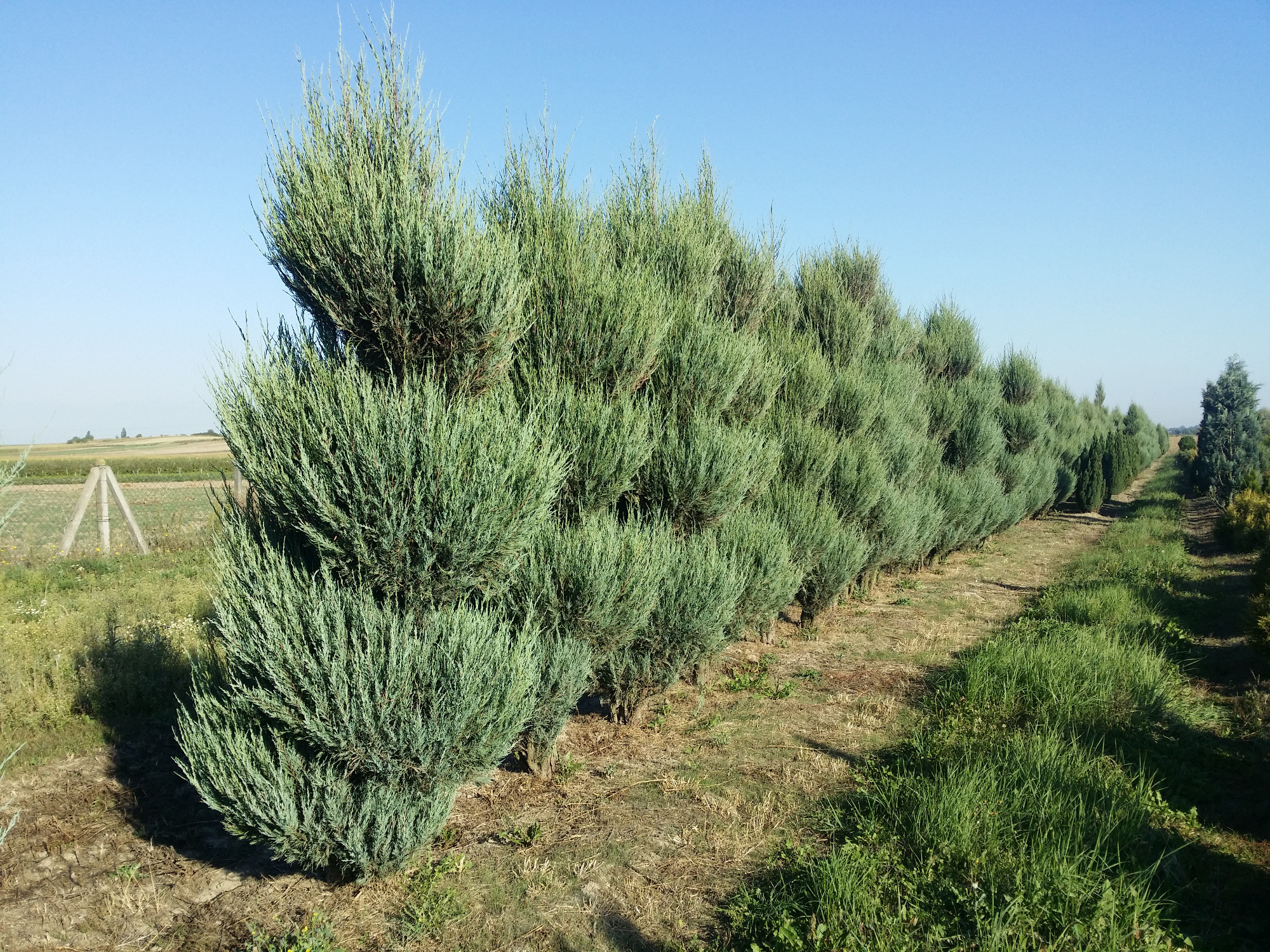 Rząd formowanych jałowców płożących w szkółce drzew, widok w perspektywie z niskiej pozycji, błękitne niebo w tle.