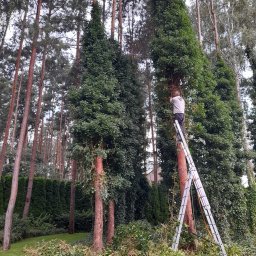 Ogrody To Moja Pasja Mariusz Mazurek - Pracownik na drabinie przycina korony wysokich drzew w Markach, na trawniku leżą odcięte gałęzie, w tle widoczny gęsty las.