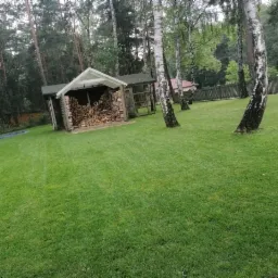 Zadbany trawnik z równo przystrzyżoną trawą, na którym rosną brzozy. W tle drewniana wiata wypełniona ułożonym drewnem kominkowym i drewniany płot.