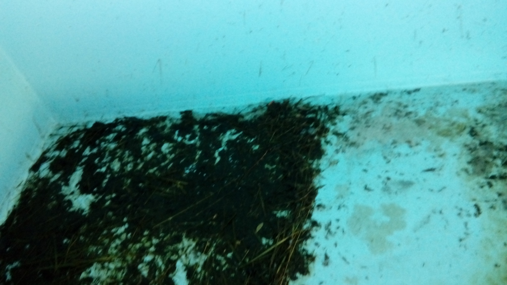 Zanieczyszczona, wilgotna narożna ściana z resztkami roślin i brudu, widoczne ślady pleśni i wilgoci.