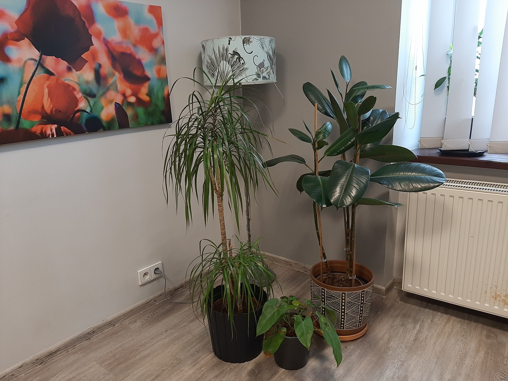 Wnętrze gabinetu z trzema doniczkowymi roślinami: draceną, figowcem i anturium, obrazem z motywem maków na ścianie i lampą podłogową z abażurem w małpy.