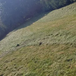 Świeżo skoszona trawa na pochyłym terenie z widocznymi śladami koszenia, w tle rząd drzew iglastych i fragment budynku.