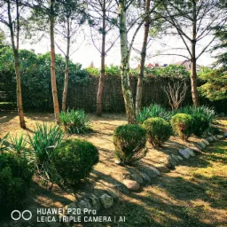 Uporządkowany ogród z kulistymi krzewami, wyściółką z kamieni i rzędami drzew, widoczne cienie drzew na trawie.