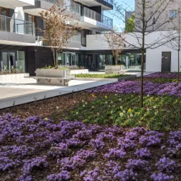 Osiedle mieszkaniowe z nowoczesną architekturą i zagospodarowaniem terenu zielenią: rabaty z fioletowymi kwiatami i narcyzami, młode drzewa, ławki w metalowych donicach.