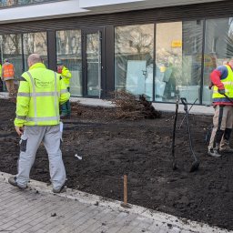 Przygotowywanie podłoża do sadzenia roślin z korzenia, Werbena Art, Warszawa 2020 rok.