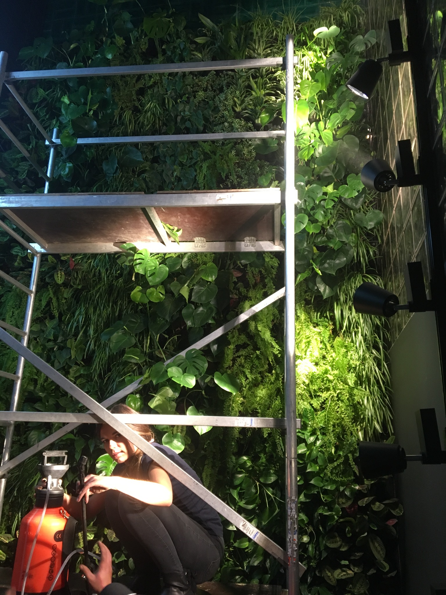 Pielęgnacja zielonej ściany w restauracji Pasibus Gdańsk, Hadart, 2017 rok.