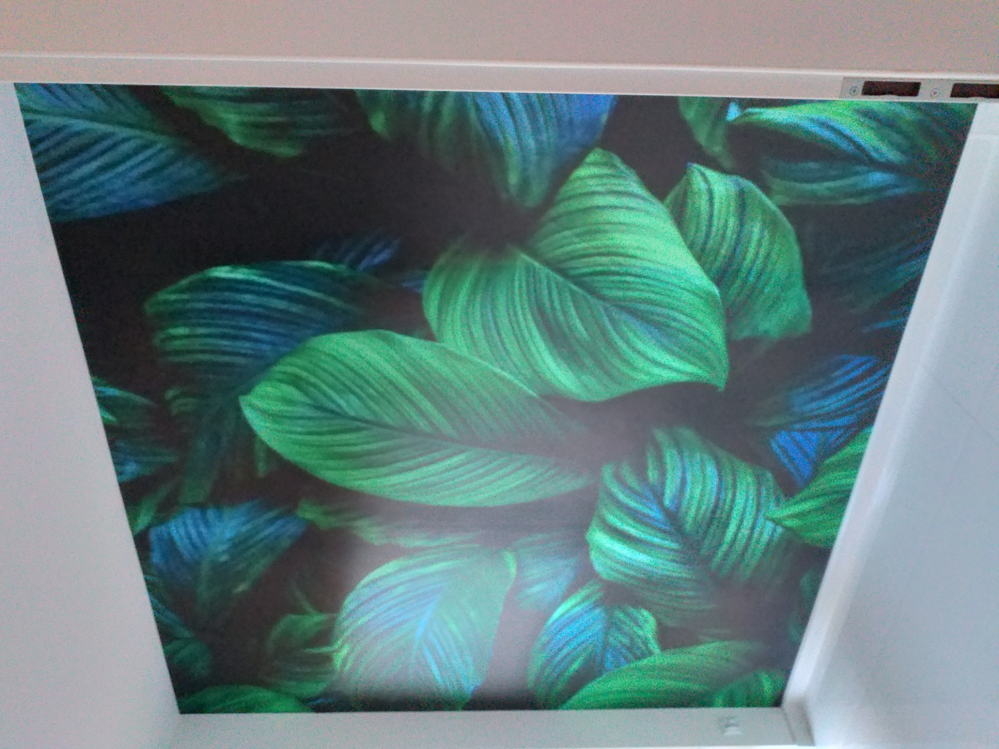 Tapeta z motywem tropikalnych liści w odcieniach zieleni i błękitu, naklejona na suficie w białej ramie.