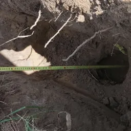 Mierzenie głębokości wykopu w ziemi za pomocą rozłożonej taśmy mierniczej, widoczne korzenie i grudki ziemi.