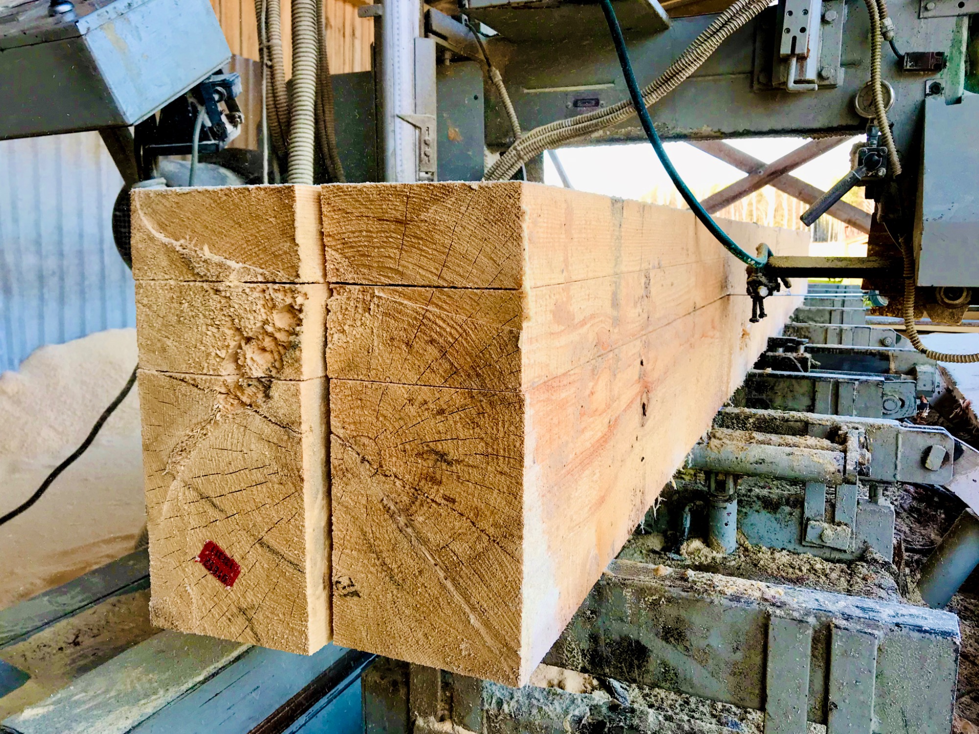 Świeżo przetarte belki z widocznym czerwonym oznaczeniem na czole, leżące na wózku traka taśmowego, otoczone trocinami.