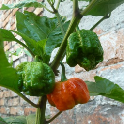 pali2razy.pl - Krzak papryki Carolina Reaper z trzema owocami: dwoma zielonymi i jednym pomarańczowym, na tle ściany z cegły.