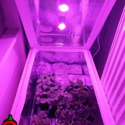 budowa Growboxów do uprawy roślin i warzyw ( pomidory, papryki chili )
http://pali2razy.pl/growbox