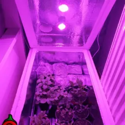 Growbox z sadzonkami papryki chili oświetlony fioletowymi lampami LED w Krakowie. Wnętrze wyłożone folią odblaskową.
