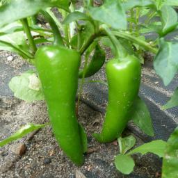 nasze papryki JALAPENO
http://pali2razy.pl/jalapeno/