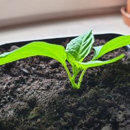 nasze poradniki Krok po Kroku przedstawiają jak uprawiać papryki chili w warunkach domowych

http://pali2razy.pl/pikowanie-papryki/