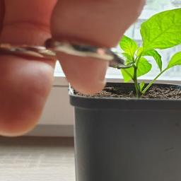 pali2razy.pl - Przycinanie sadzonki papryki chili w doniczce za pomocą małych nożyczek, widoczne palce z pierścionkami, tło okno.