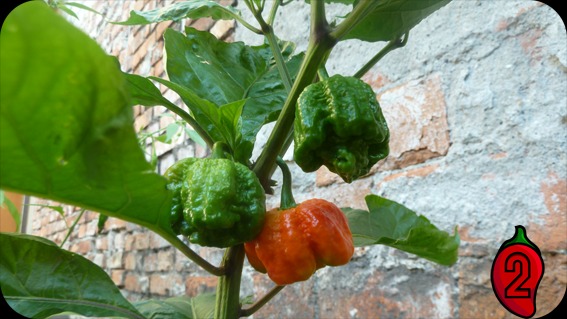 Krzak papryki Carolina Reaper z trzema owocami: dwoma zielonymi i jednym pomarańczowym, na tle ściany z cegły.