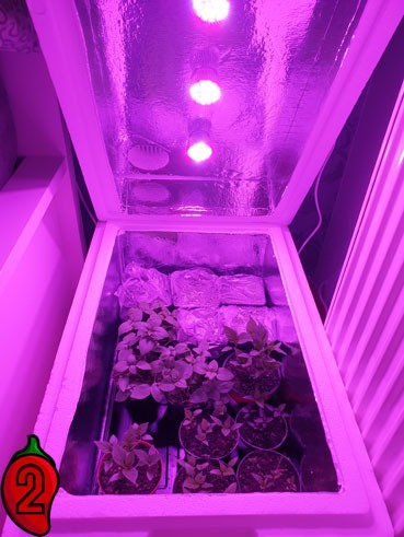 Growbox z sadzonkami papryki chili oświetlony fioletowymi lampami LED w Krakowie. Wnętrze wyłożone folią odblaskową.