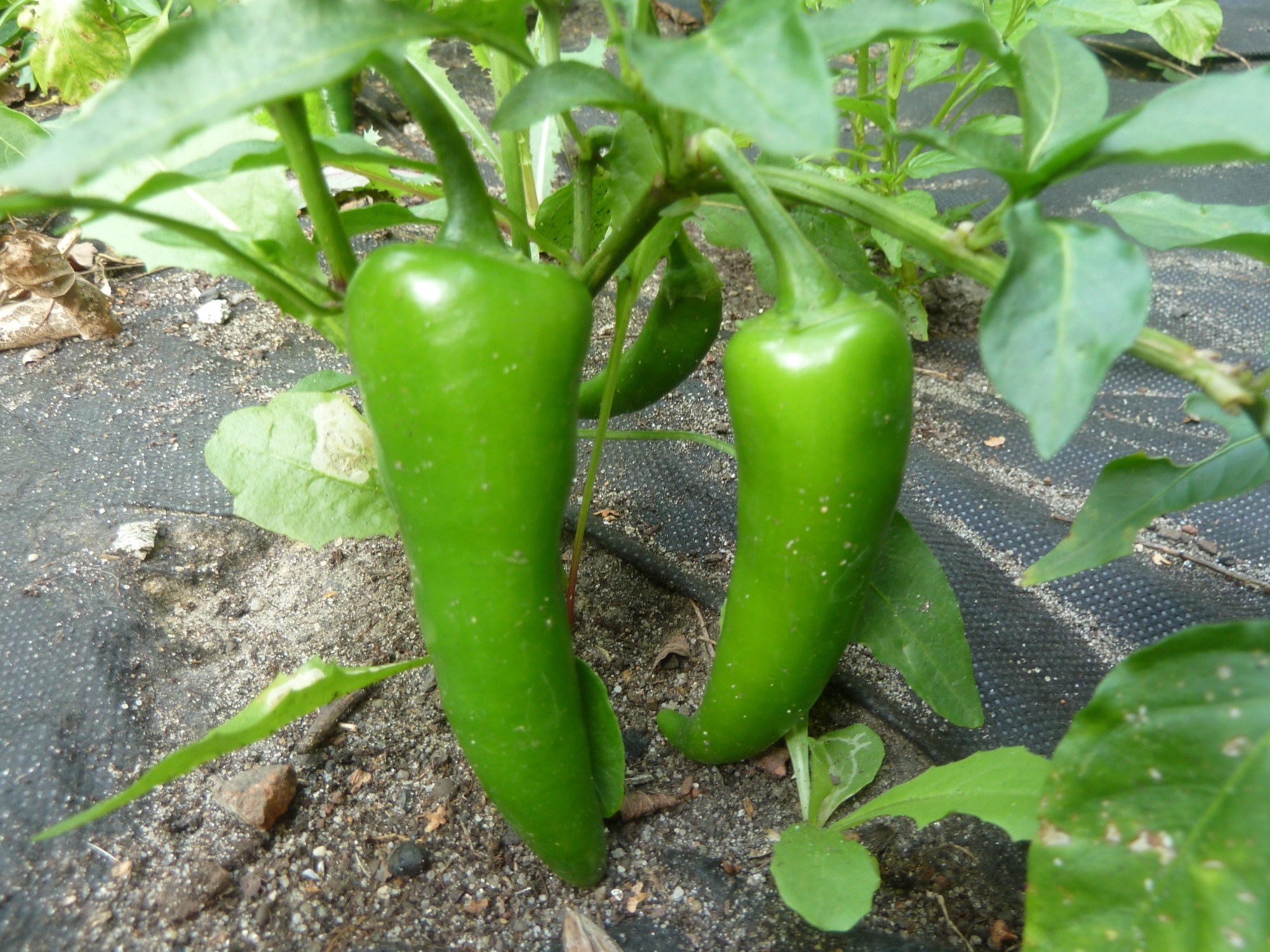 Dwa dojrzałe, zielone owoce papryki Jalapeno na krzaku, widoczne liście i czarna agrowłóknina w tle.