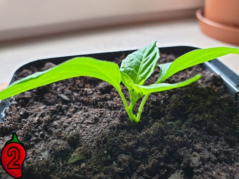 Sadzonka papryki chili w czarnej doniczce, widoczne dwa duże liście i młode pędy, ziemia lekko wilgotna, w tle parapet i doniczka.