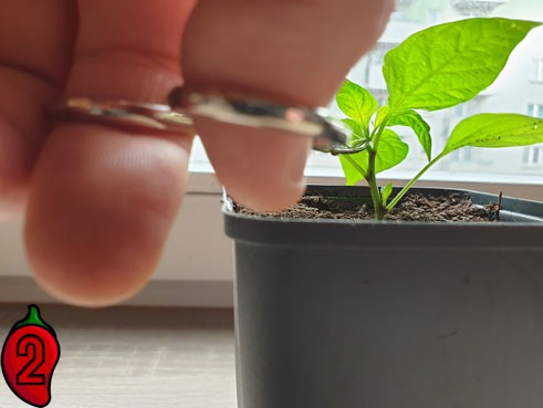 Przycinanie sadzonki papryki chili w doniczce za pomocą małych nożyczek, widoczne palce z pierścionkami, tło okno.