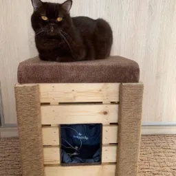 Brązowy kot brytyjski leży na drewnianym drapaku dla kota z legowiskiem, obitym jutowym sznurkiem.