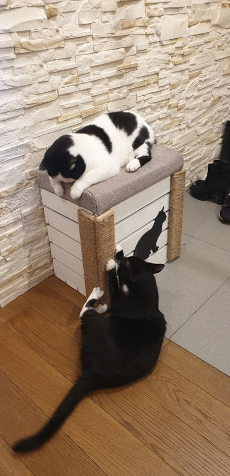 Wielofunkcyjna skrzynia-pufa dla kotów z drapakami z sizalu, na której leży czarno-biały kot, a drugi czarny kot drapie drapak.