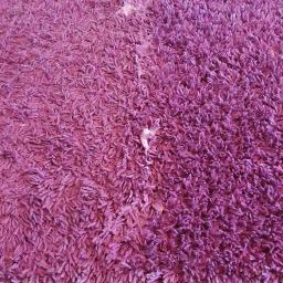 Pranie dywanów Olsztyn 6