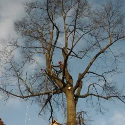 Pracownik w kasku, zabezpieczony linami, na wysokości, w trakcie przycinania gałęzi rozłożystego drzewa bez liści; w tle błękitne niebo z chmurami i fragment dachu budynku.