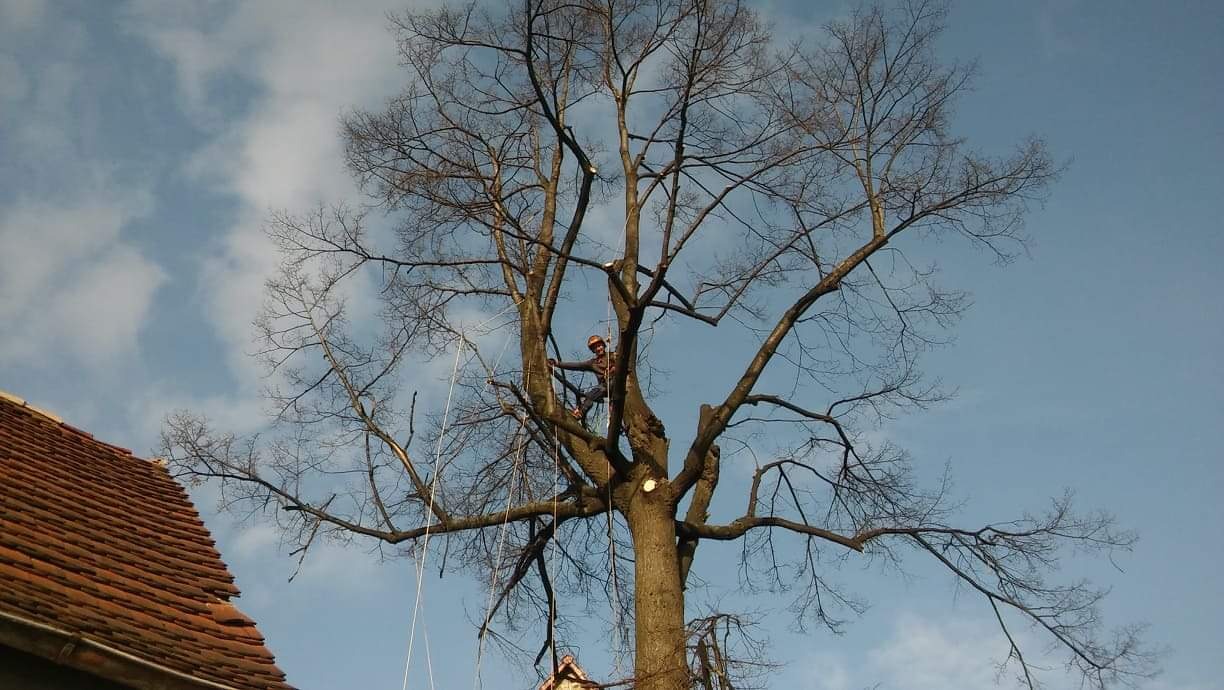 Pracownik w kasku, zabezpieczony linami, na wysokości, w trakcie przycinania gałęzi rozłożystego drzewa bez liści; w tle błękitne niebo z chmurami i fragment dachu budynku.