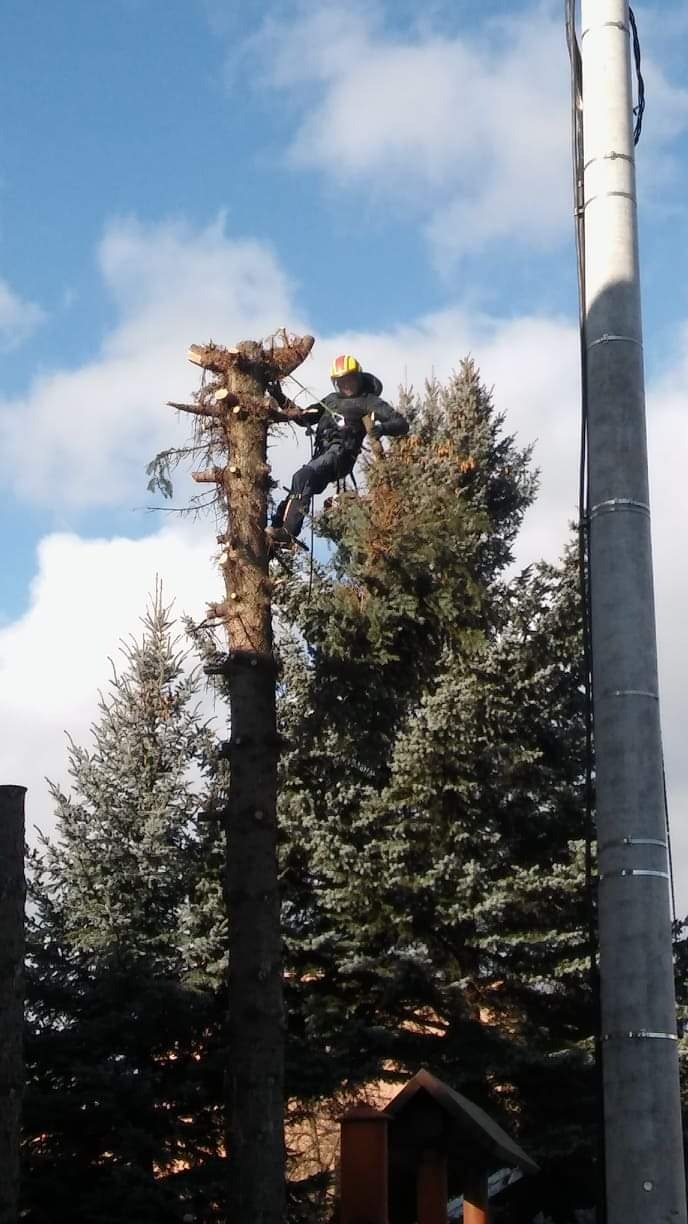 Arborysta w kasku i uprzęży, w trakcie wycinki gałęzi na wysokiej sośnie, z widoczną częściowo ogołoconą koroną i słupem energetycznym w tle.