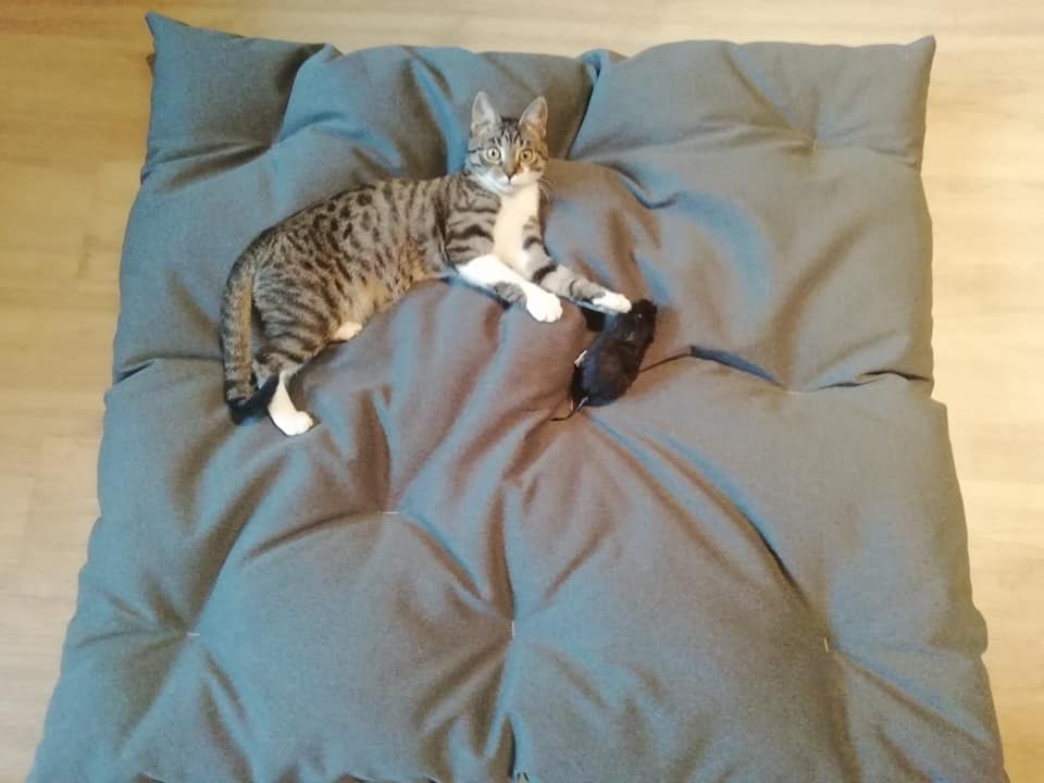 poducha dla owczarka